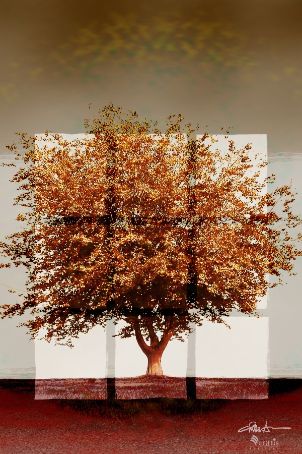 Window2 on Sienna Tree 2x3 by Veratis Editions